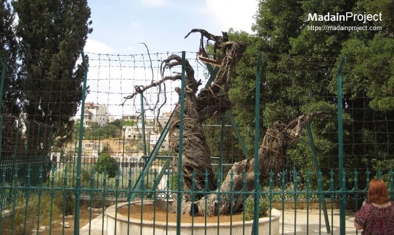 Tree of Nabi Ibrahim, Hebron, Palestine
