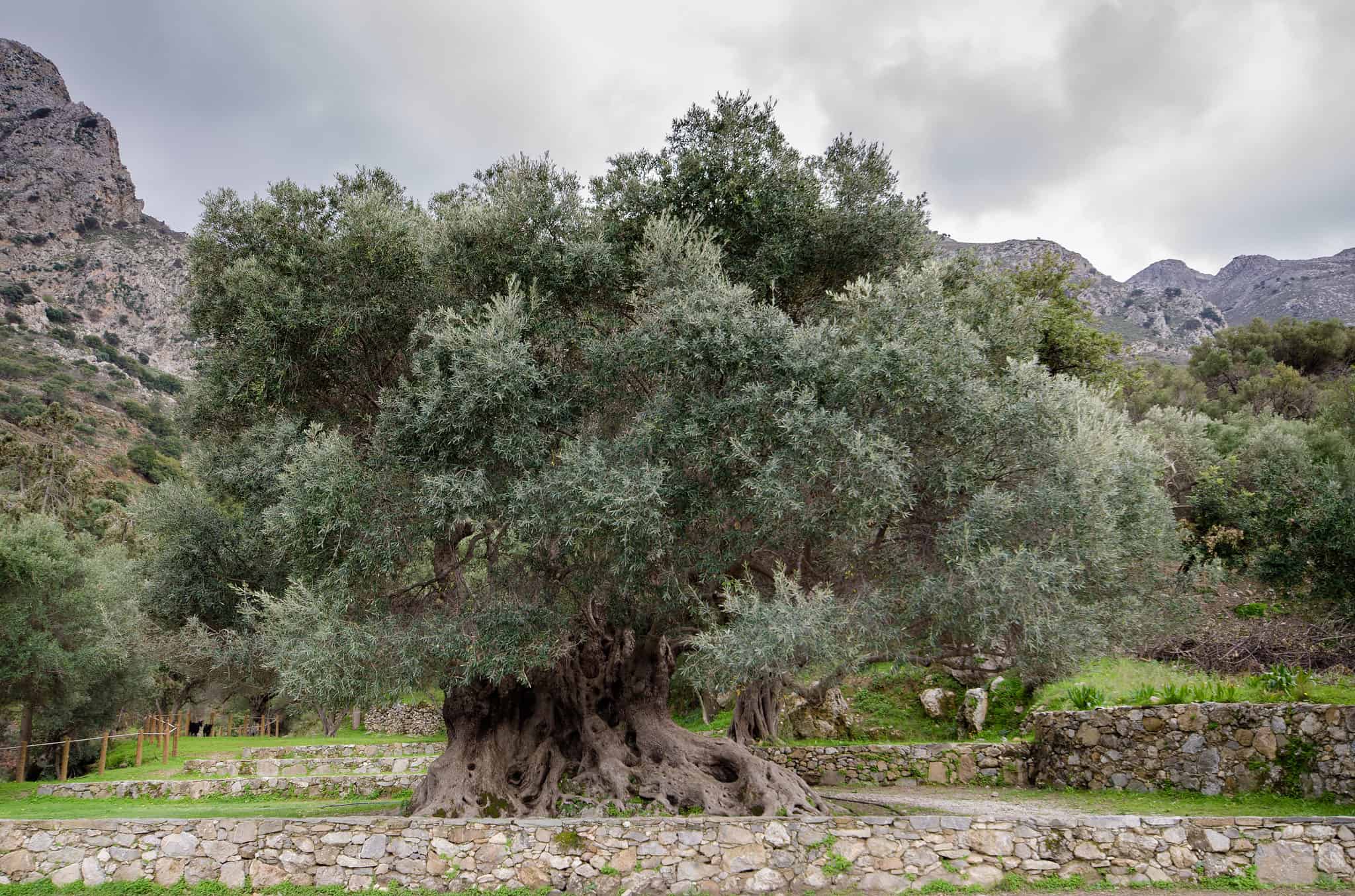 Tree of Ahmad al-Badawi, Jerusalem, Palestine